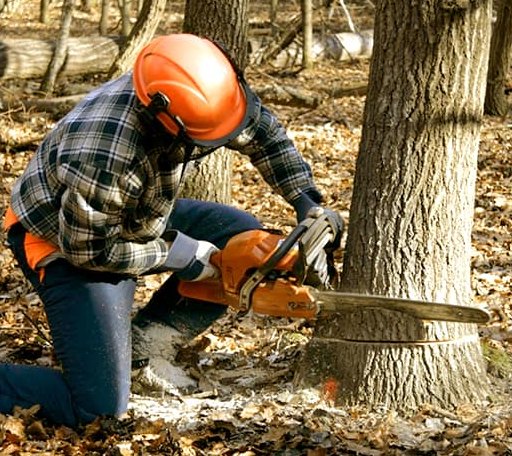 Tree Removal in Lynchburg, OH
